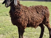 公羊, Sheep — 照片 1