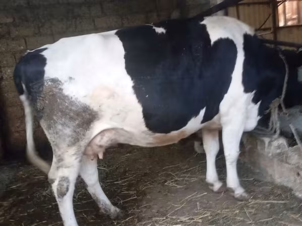 Kuh, Russian Black pied cattle