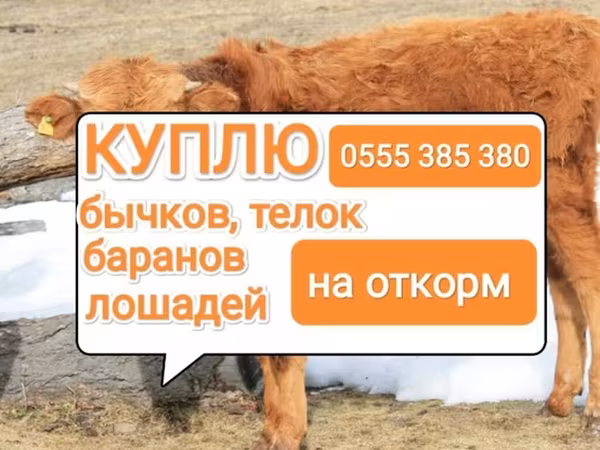 Rinder