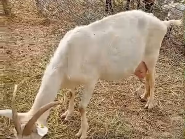 Коза, Зааненская коза