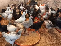 Chickens — Foto 5