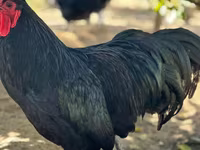 Australorp — Foto 1
