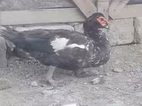 Ducks — foto 2