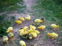 Geese — photo 1