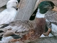 Ducks — 2-сурет