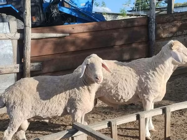 公羊, Sheep