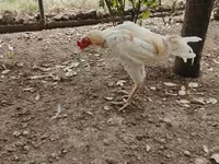 Chickens — 3-сурет