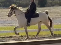 At, Rocky Mountain Horse — foto 5