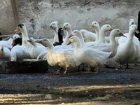 Ducks — 3-сурет