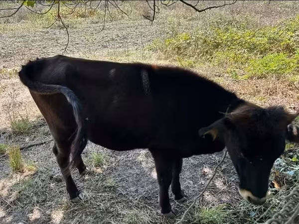 母牛, Cattle