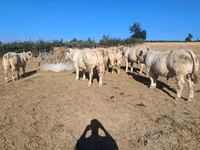 公牛, Cast cow — 照片 1