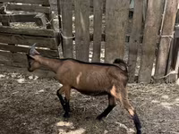 Козёл, Альпийская коза — фото 1