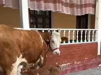 Сиыр, Қызыл-дақтылы тұқым — 4-сурет