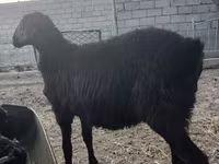 Ziegenbock, Ziegen — Foto 8
