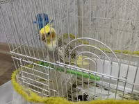 Növ: Nimfa (Cockatiel) tutuquşusu Razilaşmayla Qefes quş bir yerde — foto 1