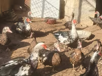 Ducks — 1-сурет