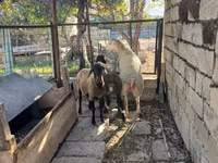 Oveja, Ovejas — foto 2