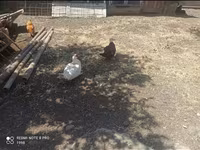 Ducks — 5-rasm