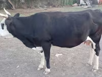 Kuh, Latvian Blue cattle — Foto 3
