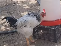 Chickens — Foto 2