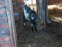 母山羊, Goats — 照片 2