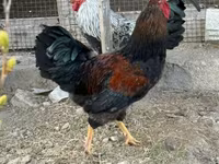 Chickens — foto 8