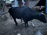 Сиыр, Latvian Blue cattle — 7-сурет