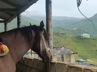 Hengst, Azerbaijan horse — Foto 2