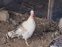 Turkeys — الصورة 2