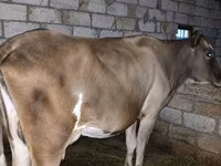 गाय, लाल-धब्बेदार नस्ल — फ़ोटो 2