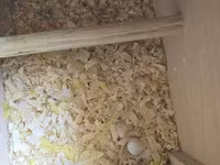 Məhsul: Dalmatin/limon rəng çalarları olan cüt dalmaçyalı-budgerigar — foto 2