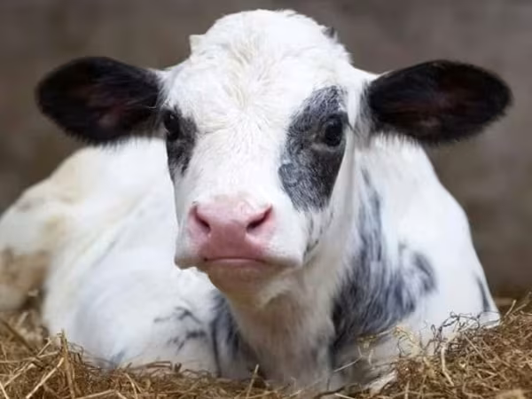 Holstein breed