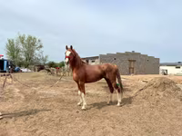 At, Arabian horse — foto 2