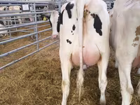 Kuh, Holstein-Rasse — Foto 2