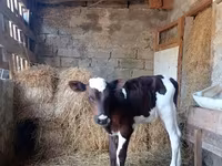 सांड, Simmental cattle — फ़ोटो 2