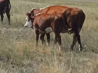 Rinder (Partie, Geschlecht nicht angegeben), Simmental cattle — Foto 2