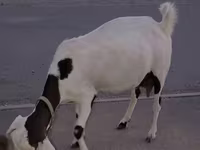 Dişi keçi, Beetal goats — foto 6