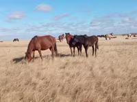 Yegua, Horse breed — foto 7