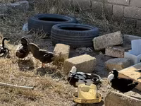 Ducks — 3-сурет