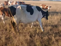 Kuh, Russian Black pied cattle — Foto 4