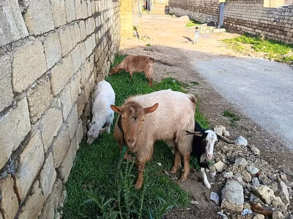 Echki, Echkilar