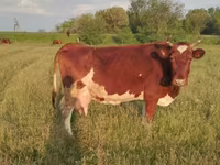 Kuh, Russian Black pied cattle — Foto 6