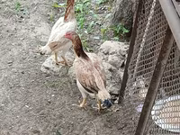 Chickens — फ़ोटो 1