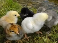 Chickens — फ़ोटो 3