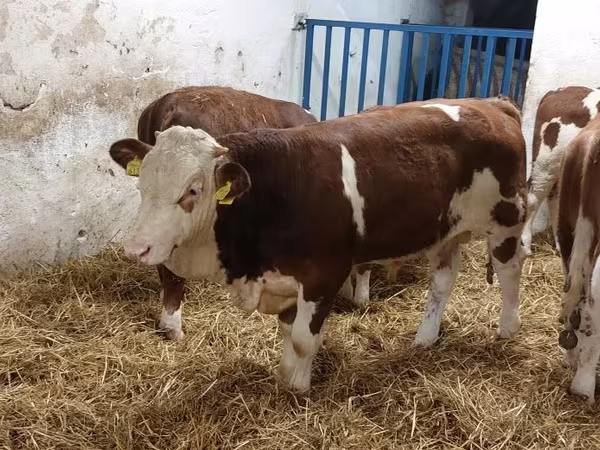 Buğa, Simmental cattle