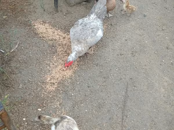 Ducks