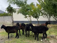 Qoç, Qoyunlar — foto 1