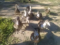 Ducks — फ़ोटो 1
