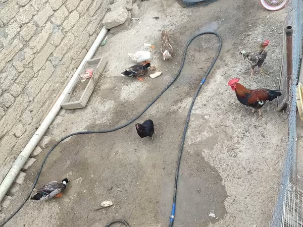 Chickens