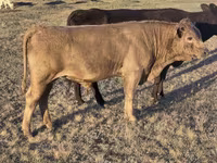 Bulle, Simmental cattle — Foto 6